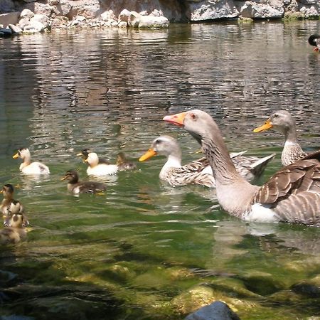 Kumluca Adrasan River Hotel מראה חיצוני תמונה